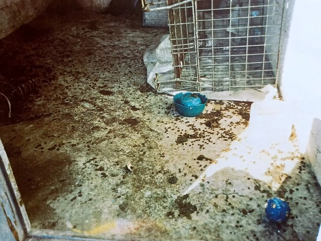 Instalaciones de la perrera municipal